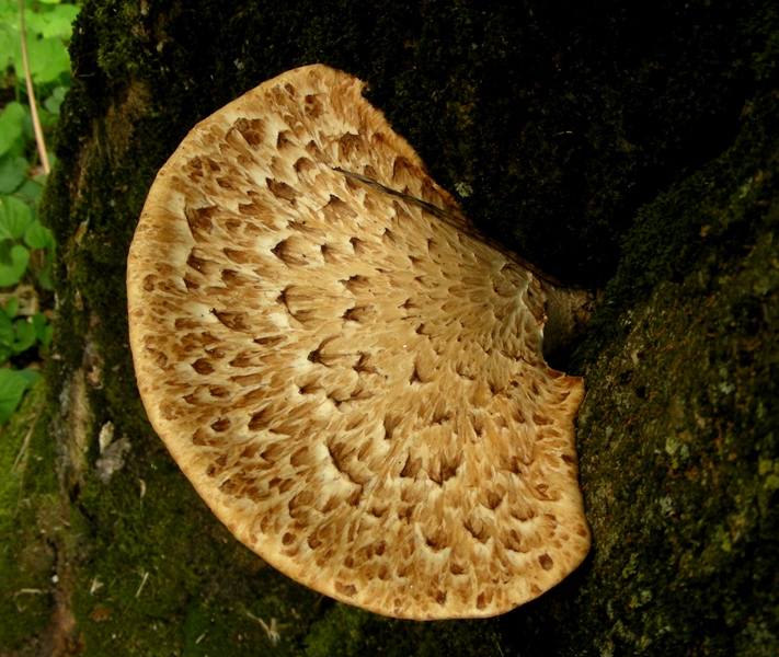 Super Polyporus!!!!!!!